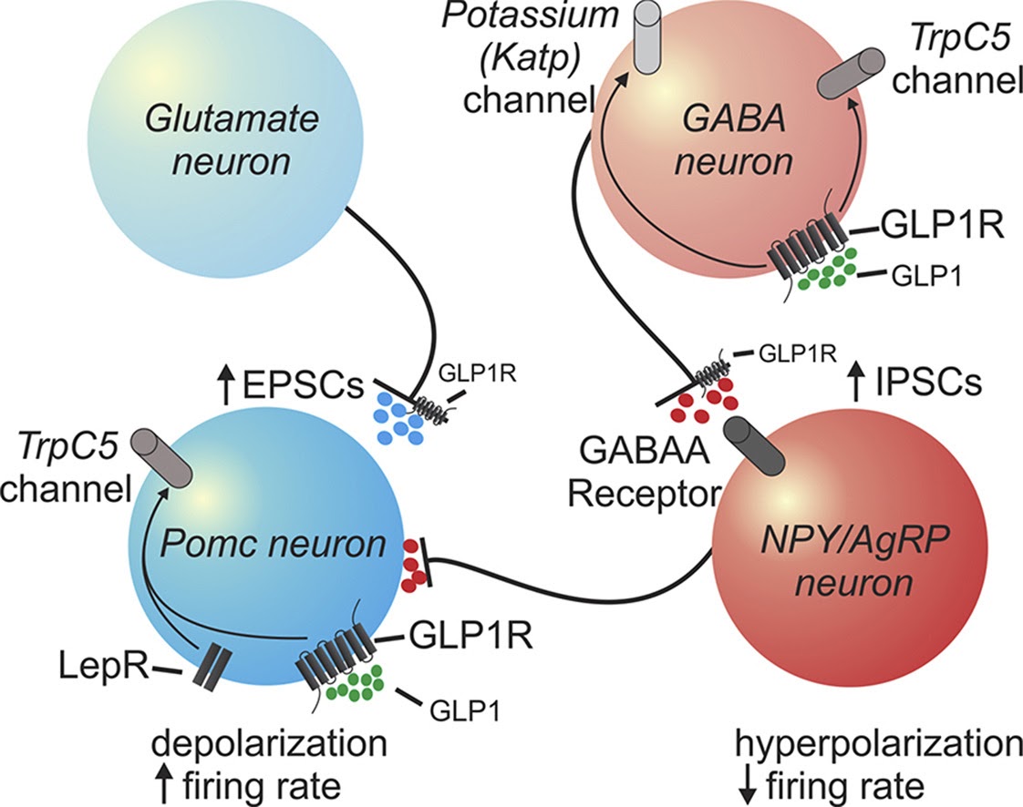 Direct and indirect effects of liraglutide on hypothalamic POMC and NPY/AgRP neurons – Implications for energy balance and glucose control