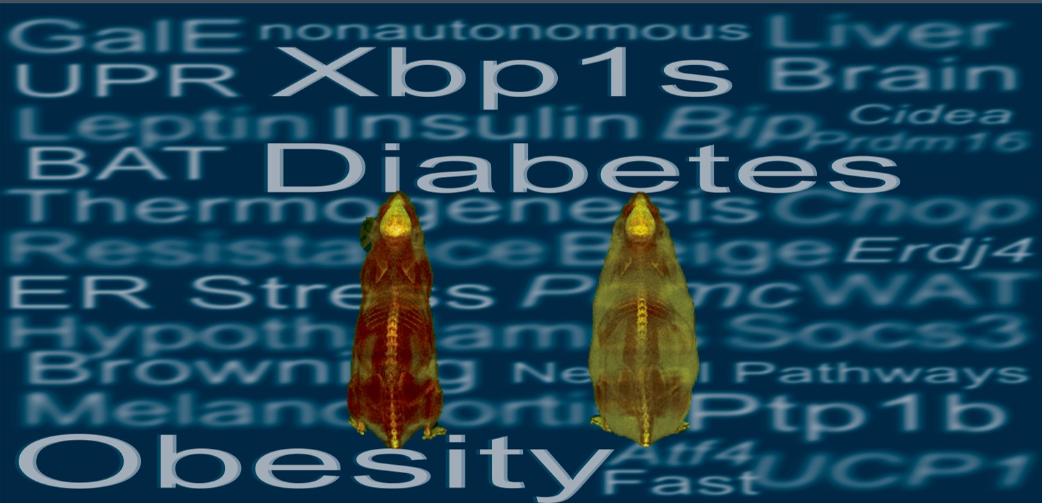 Xbp1s in Pomc neurons connects ER stress with energy balance and glucose homeostasis