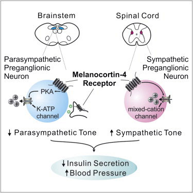 Melanocortin 4 receptors reciprocally regulate sympathetic and parasympathetic preganglionic neurons