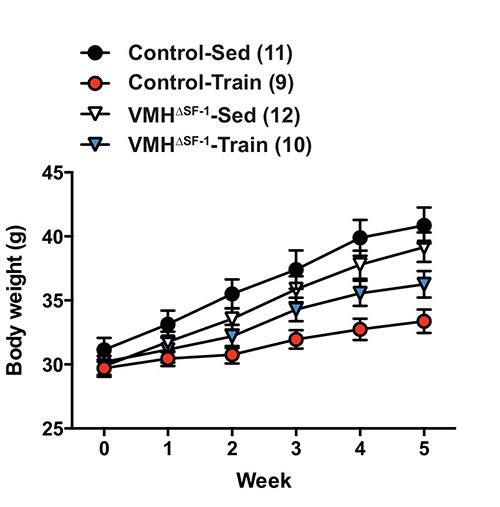 SF-1 expression in the hypothalamus is required for beneficial metabolic effects of exercise