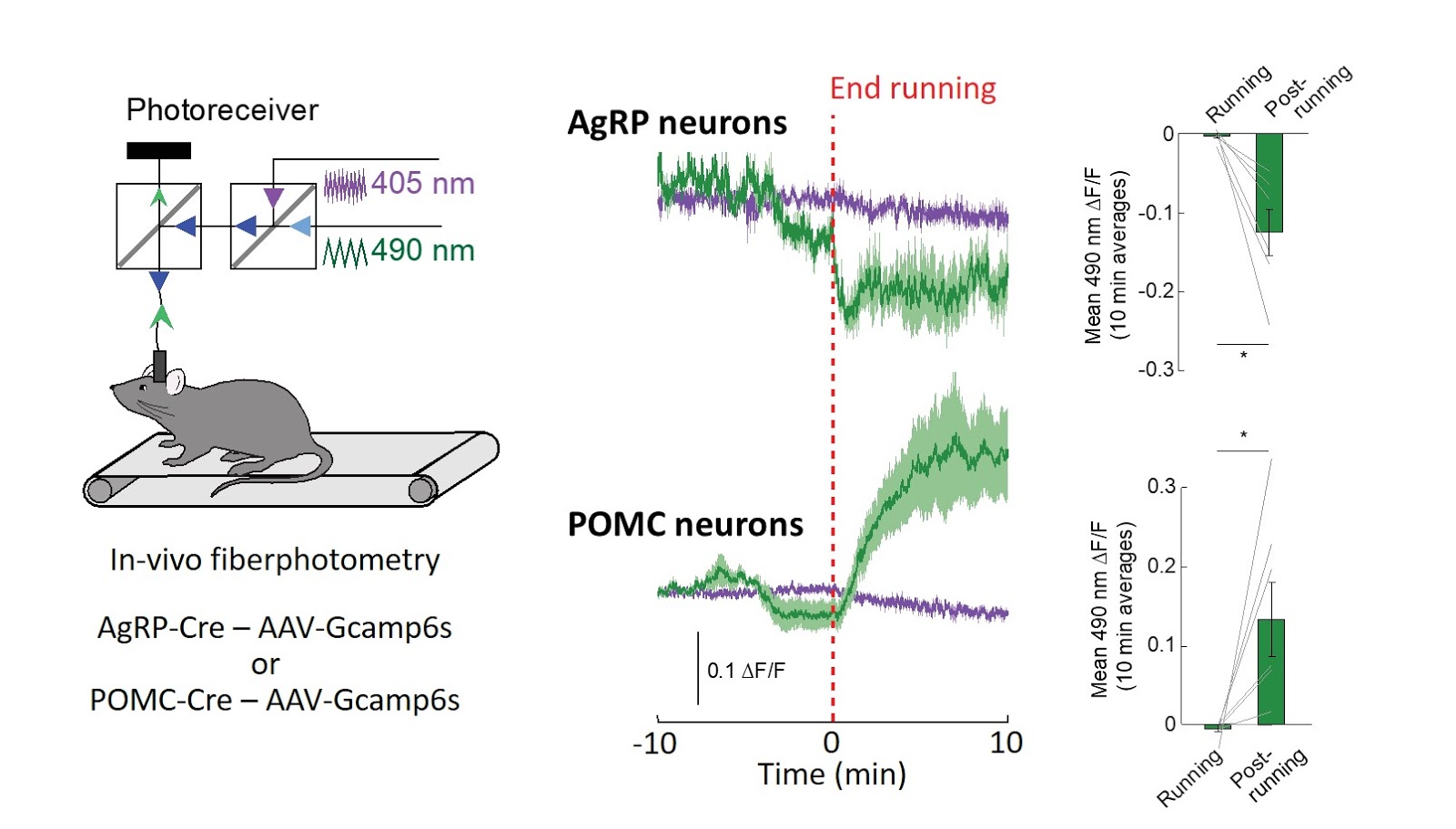 Cellular and synaptic reorganization of arcuate NPY/AgRP and POMC neurons after exercise