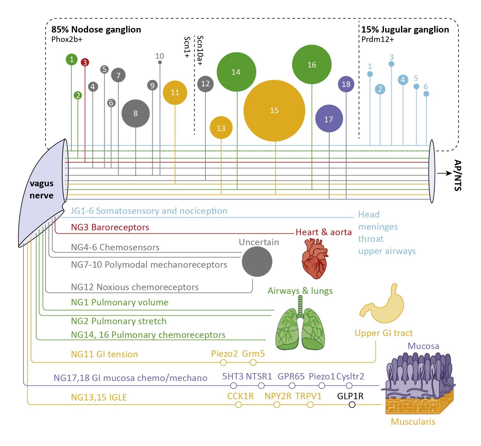 The Molecular Diversity of Vagal Afferents Revealed