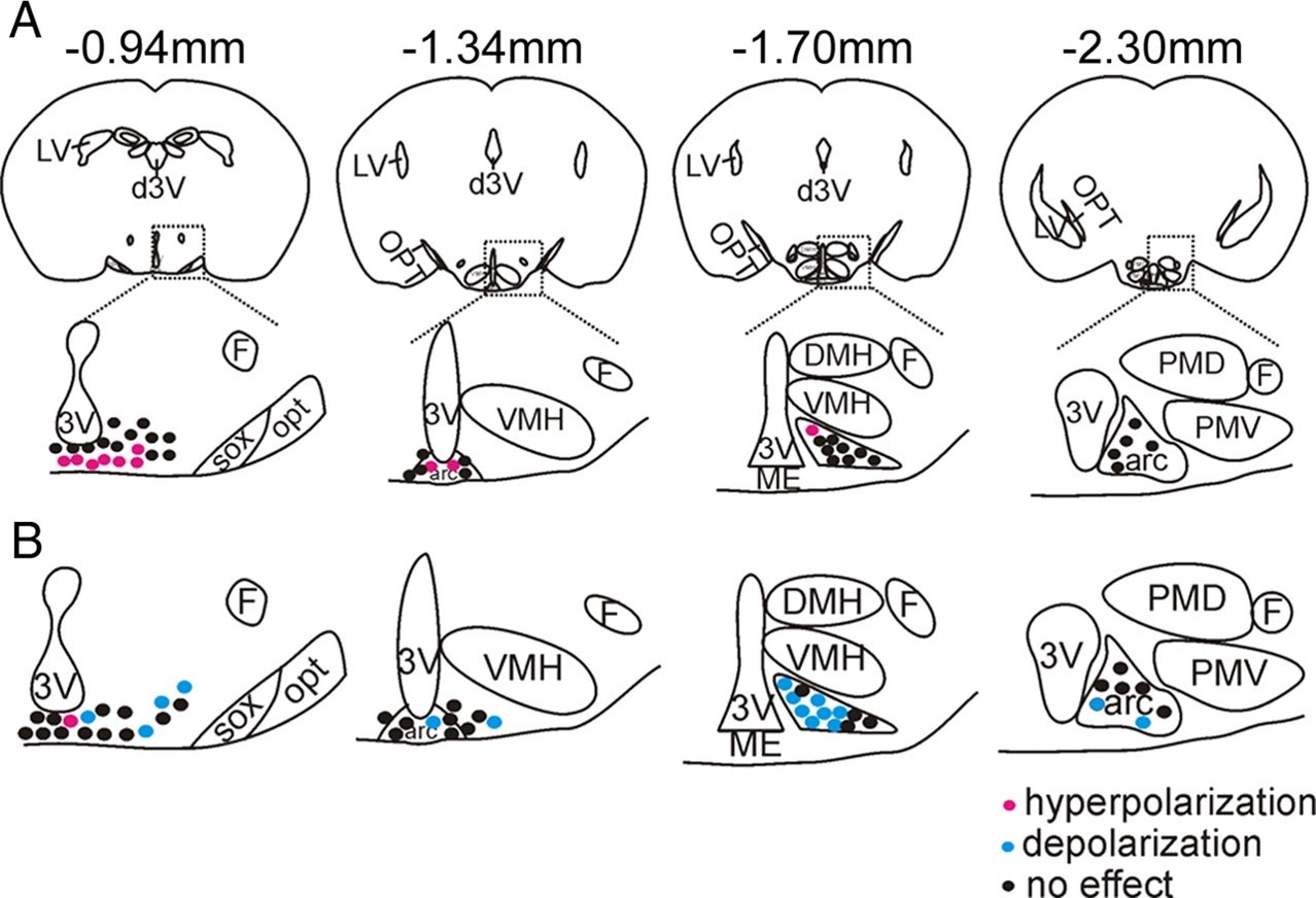  Heterogeneity of arcuate POMC neurons 