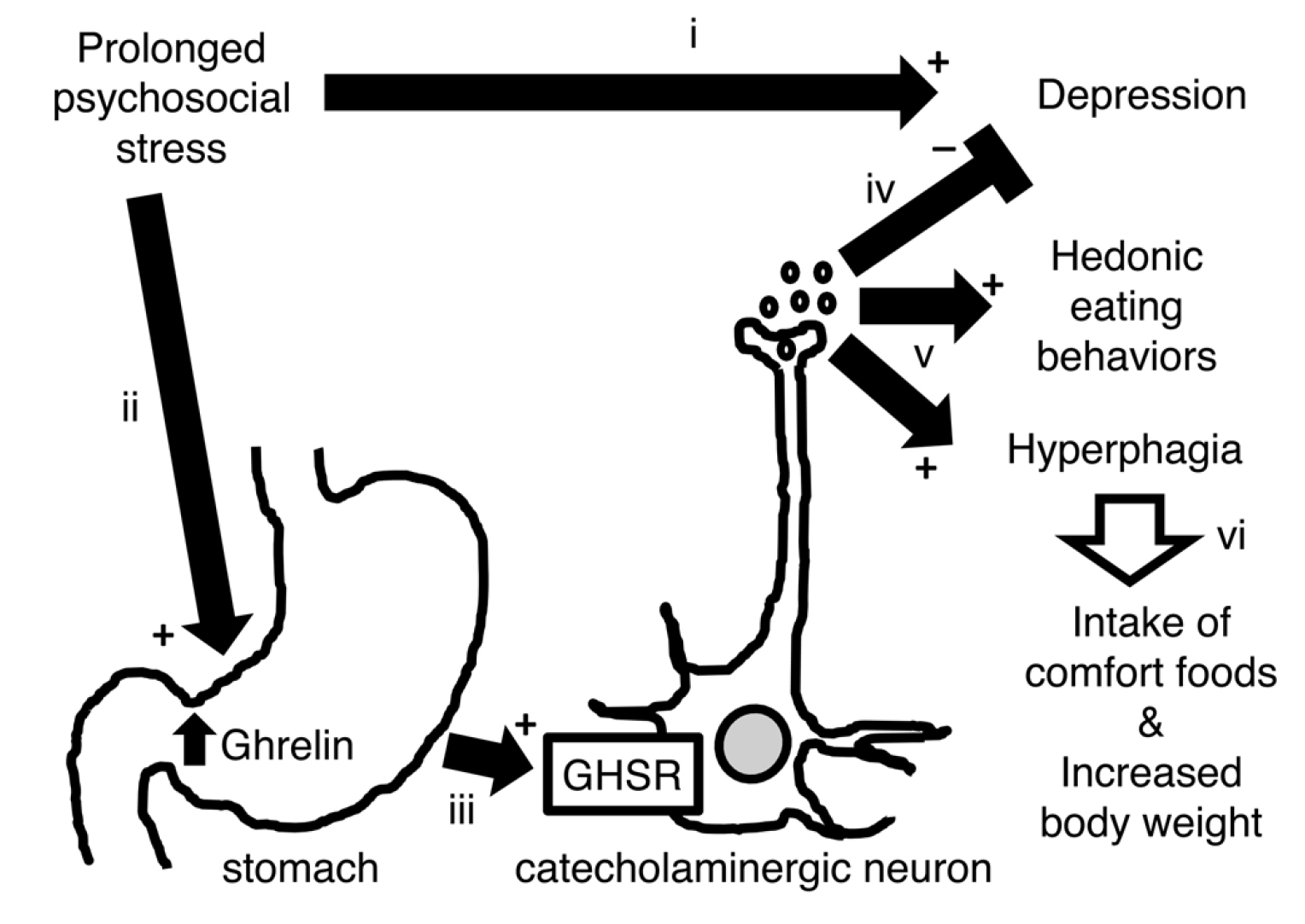 Ghrelin mediates stress-induced food-reward behavior in mice