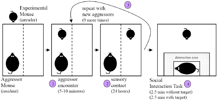 The orexigenic hormone ghrelin defends against depressive symptoms of chronic stress.